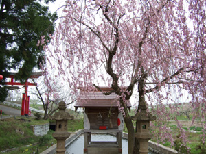 寺山館と内館の間の祠の桜