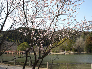 梅の花と浄土式庭園