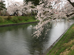 新庄城の本丸内堀の桜
