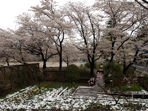 福島城の土塁（復元？）と桜