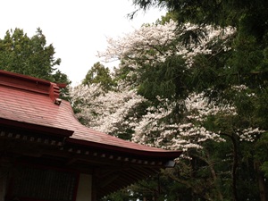 鳥屋嶺神社の桜
