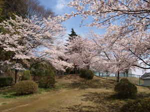 鵜ヶ崎公園内の桜