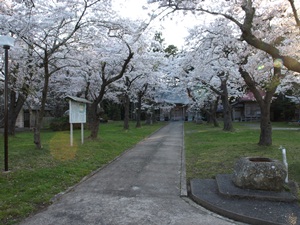 蓑首城本丸跡（坂元神社境内）の桜