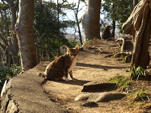 弘法山の山頂の猫達