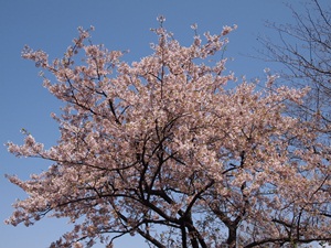 玉縄桜原木