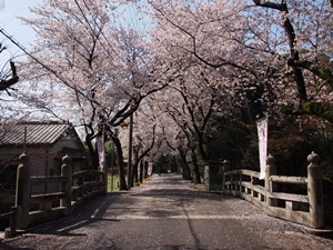 三日月橋周辺の桜並木