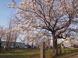 福島城の標柱と桜