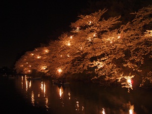 本丸内堀の夜桜