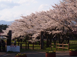 小岩井農場の桜並木２