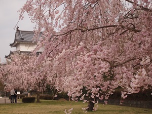 駿府城のしだれ桜 駿府城のしだれ桜