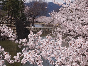 松本城外掘の桜