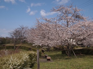お林の里の展望台の桜