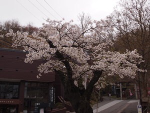 図書館前の桜