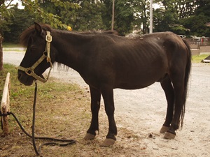 中村城の馬 中村城の馬